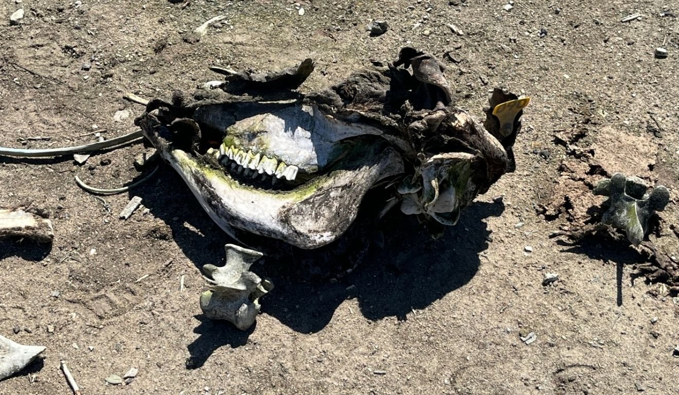 Foto: Divulgação/Sesp Foto: Divulgação/Sesp