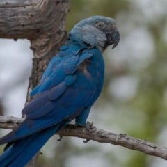 Ararinhas-azuis testam positivo para vírus letal