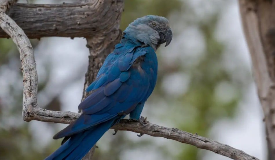 Ararinhas-azuis testam positivo para vírus letal