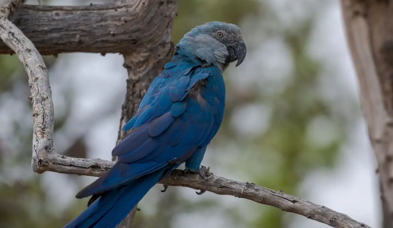 Ararinhas-azuis testam positivo para vírus letal