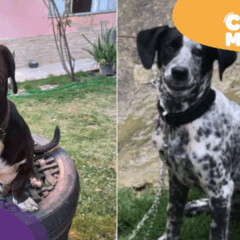 Duque e Negão desaparecidos em Cariacica. (Foto: arquivo pessoal)