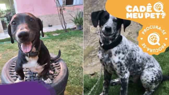 Duque e Negão desaparecidos em Cariacica. (Foto: arquivo pessoal)