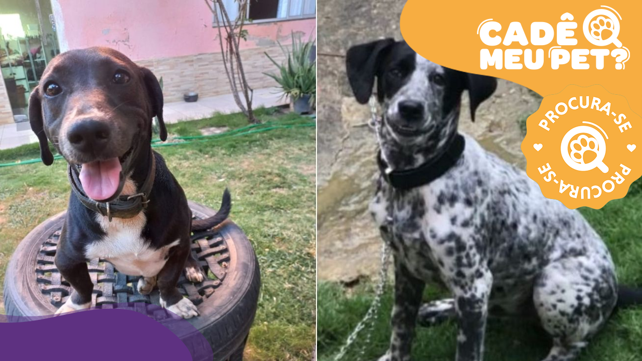 Duque e Negão desaparecidos em Cariacica. (Foto: arquivo pessoal)