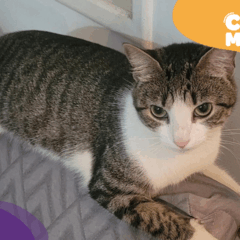 Katita, gata desaparecida em Vitória. (Foto: arquivo pessoal)