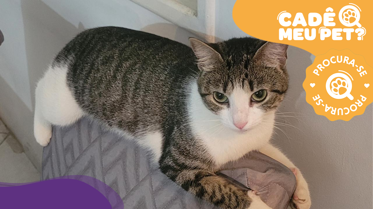 Katita, gata desaparecida em Vitória. (Foto: arquivo pessoal)