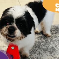 Milk, cão desaparecido em Vitória. (Foto: arquivo pessoal)