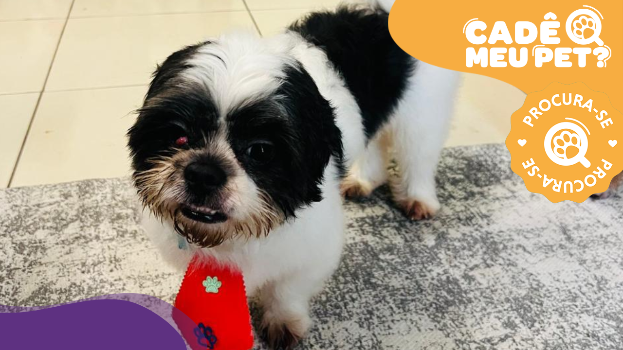 Milk, cão desaparecido em Vitória. (Foto: arquivo pessoal)