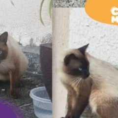 Mingau, gato desaparecido na Serra. (Foto: arquivo pessoal)