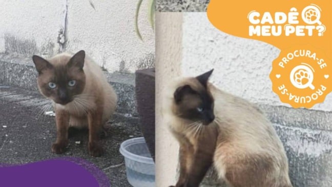 Mingau, gato desaparecido na Serra. (Foto: arquivo pessoal)