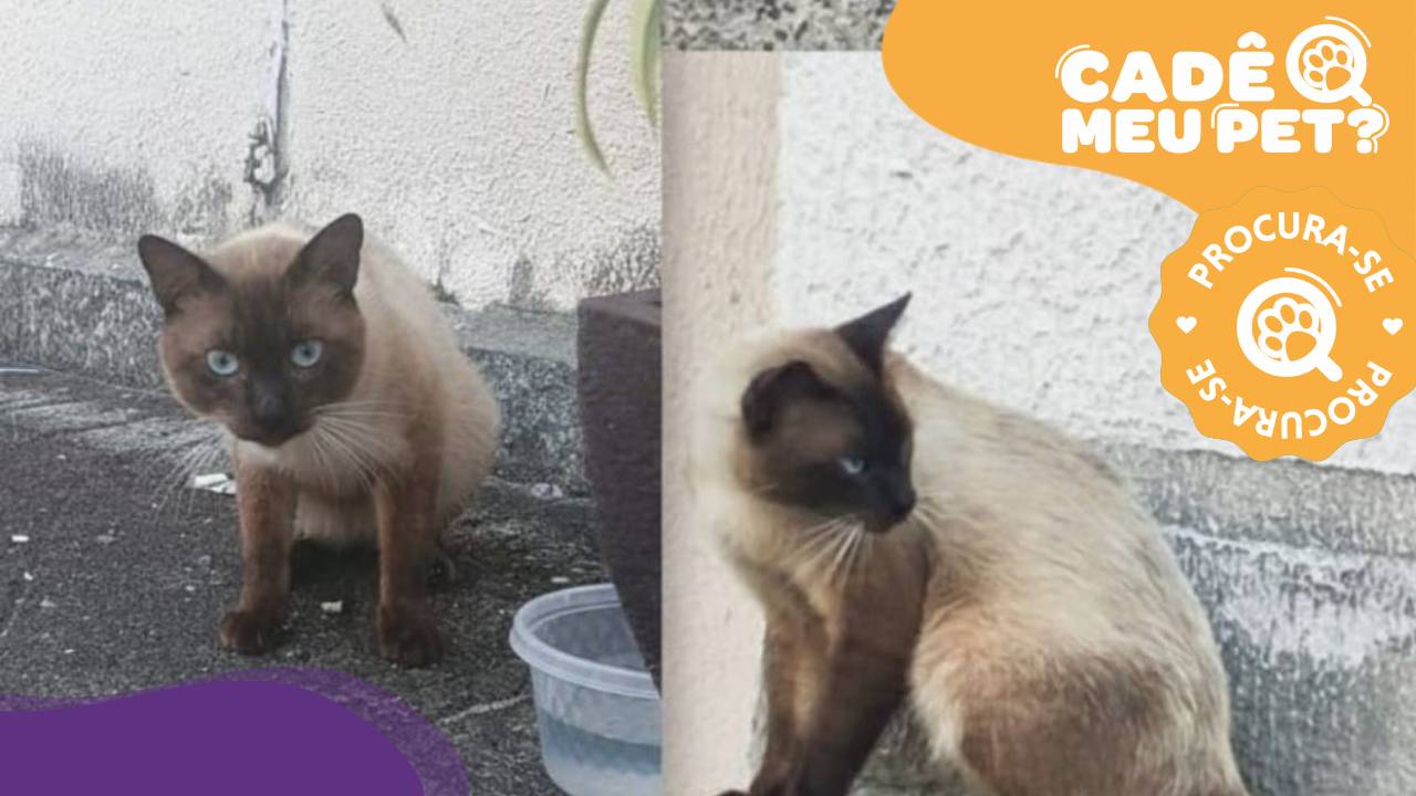 Mingau, gato desaparecido na Serra. (Foto: arquivo pessoal)