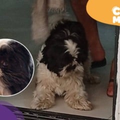 Snow, Shih-tzu desaparecido em Vila Velha. (Foto: arquivo pessoal)