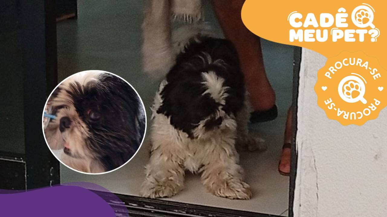Snow, Shih-tzu desaparecido em Vila Velha. (Foto: arquivo pessoal)