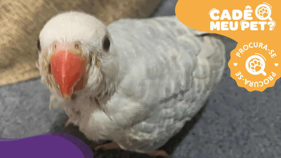 Zuli, Ring Neck desaparecido em Vila Velha. (Reprodução: arquivo pessoal)