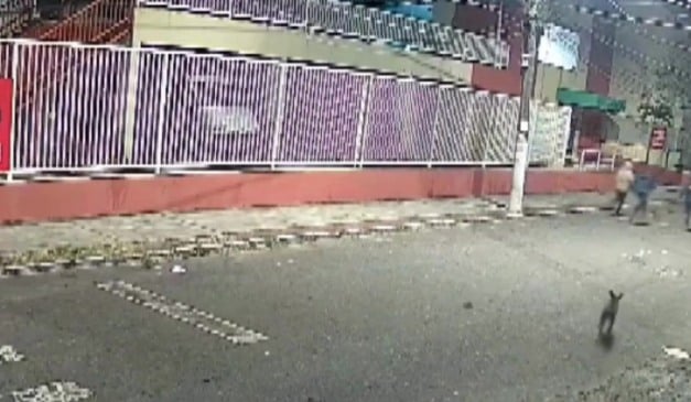 Cadela Pretinha põe bandidos para correr na Serra