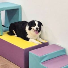 Cão-terapeuta Serra