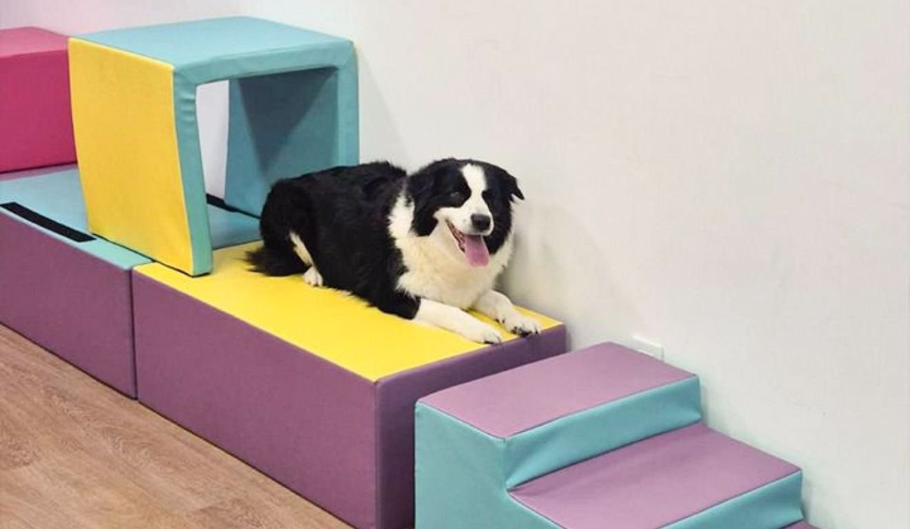 Cão-terapeuta Serra Cão-terapeuta Serra