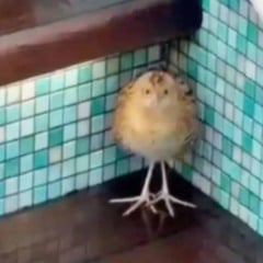 Codornizão foi encontrado perto de banheira de hidromassagem