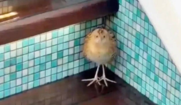 Codornizão foi encontrado perto de banheira de hidromassagem