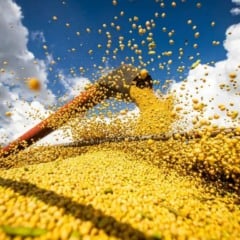 Soja deve chegar a 49,1 milhões de hectares produzindo. Produção de um total de 177,6 milhões de toneladas. Foto: CNA/ Wenderson Araujo/Trilux