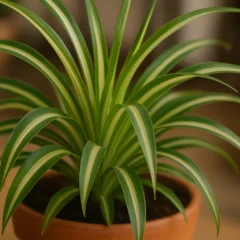 Como fazer uma poda leve que estimula o clorofito