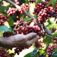 Caf&eacute; conilon: pre&ccedil;os em alta e produ&ccedil;&atilde;o recorde no Esp&iacute;rito Santo. Cr&eacute;dito: Divulga&ccedil;&atilde;o