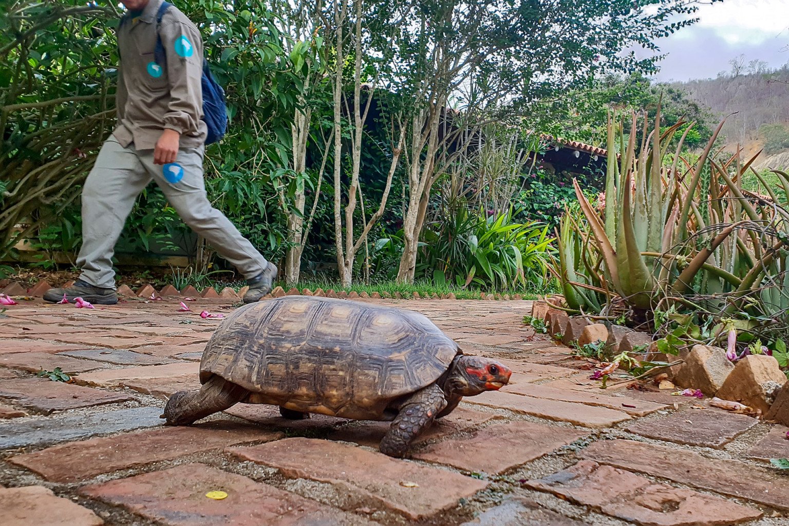 BBC Green Planet / Instituto Terra / Leonardo Merçon (Instituto Últimos Refúgios) BBC Green Planet / Instituto Terra / Leonardo Merçon (Instituto Últimos Refúgios)