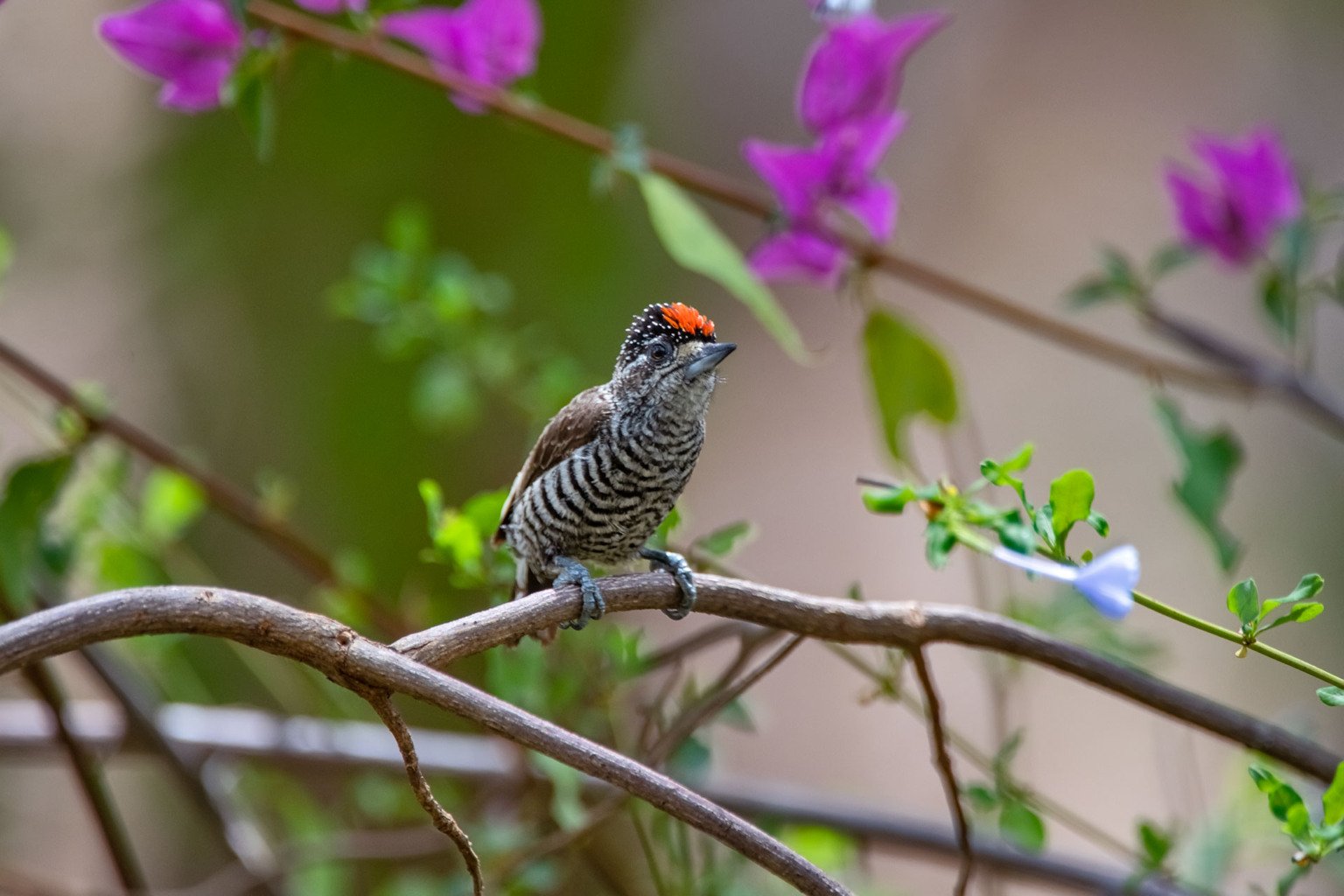 BBC Green Planet / Instituto Terra / Leonardo Merçon (Instituto Últimos Refúgios) BBC Green Planet / Instituto Terra / Leonardo Merçon (Instituto Últimos Refúgios)