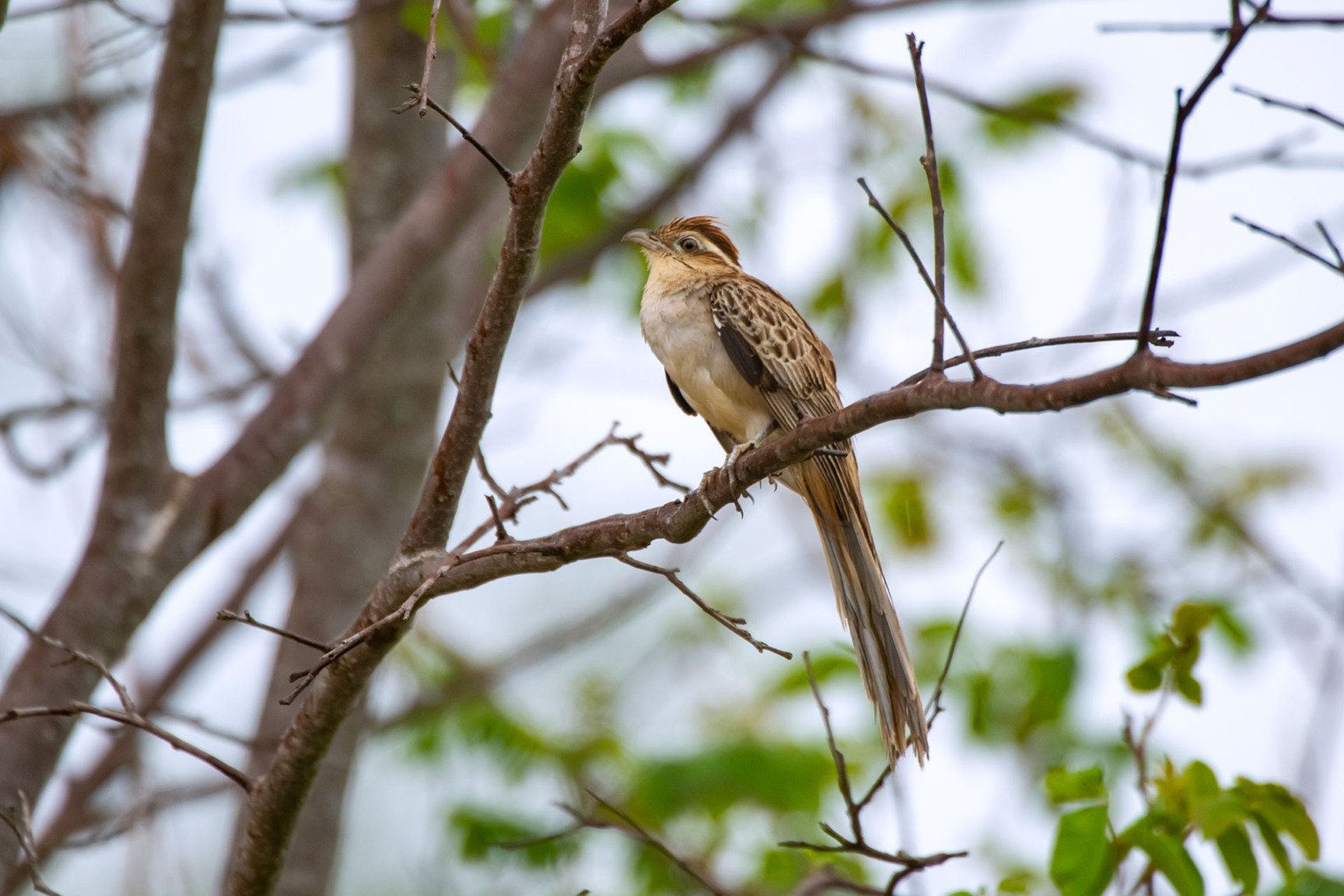 BBC Green Planet / Instituto Terra / Leonardo Merçon (Instituto Últimos Refúgios) BBC Green Planet / Instituto Terra / Leonardo Merçon (Instituto Últimos Refúgios)