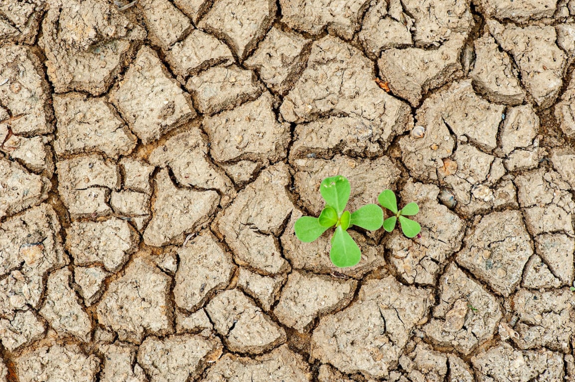 Terra seca com planta nascendo. Dry land with plant growing
