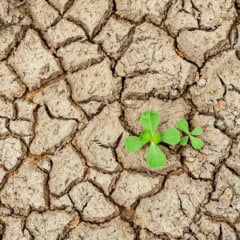 Terra seca com planta nascendo. Dry land with plant growing