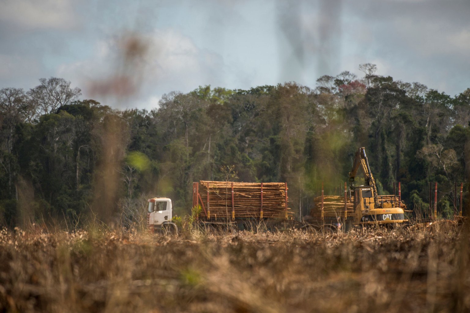 "Corte de Eucalipto (Eucalyptus sp.) fotografado em Linhares, Espírito Santo -  Sudeste do Brasil. Bioma Mata Atlântica. Registro feito em 2013.



ENGLISH: Eucalyptus cutting photographed in Linhares, Espírito Santo - Southeast of Brazil. Atlantic Forest Biome. Picture made in 2013."
