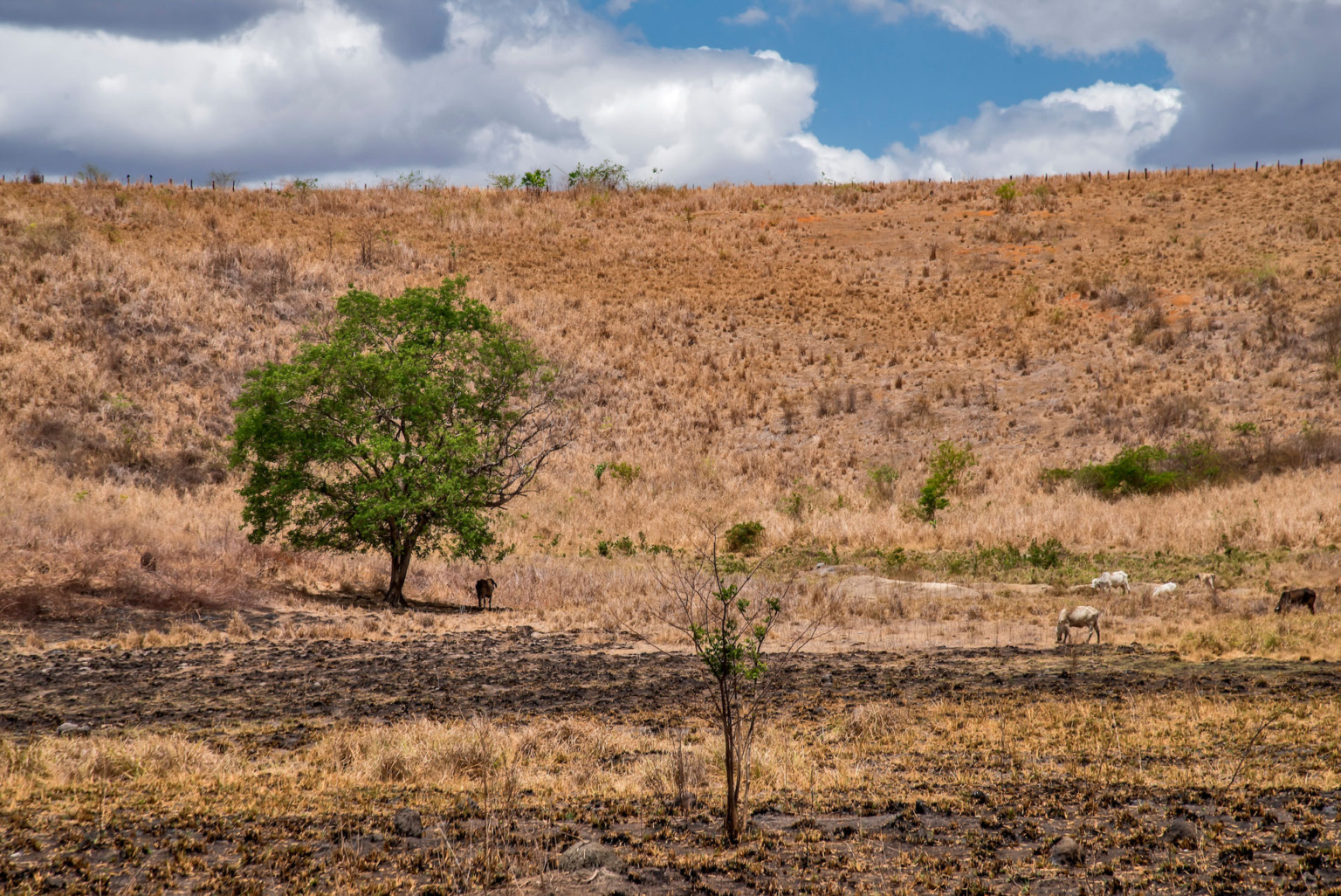 Desastre do Rio Doce, proveniente do rompimento da represa da Samarco em Minas Gerais! O Rio Doce vai de Minas Gerais ao Espírito Santo.