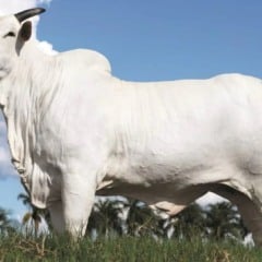 Donna Fiv Ciav a vaca nelore mais cara do mundo