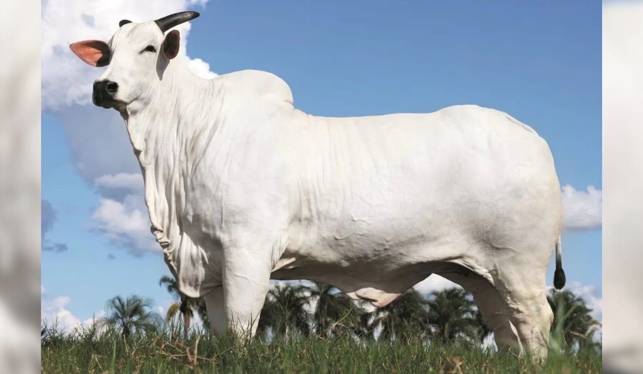 Donna Fiv Ciav a vaca nelore mais cara do mundo