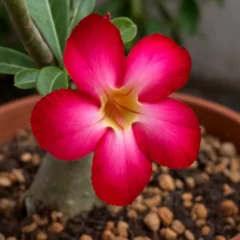 Esse truque baratinho pode triplicar a floração da rosa-do-deserto