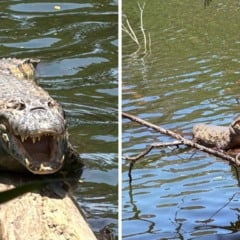 Fotos: Julia Coronel e Laís Magesky