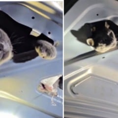 Chumbo gatinho resgatado (Foto/reprodução: Instagram)