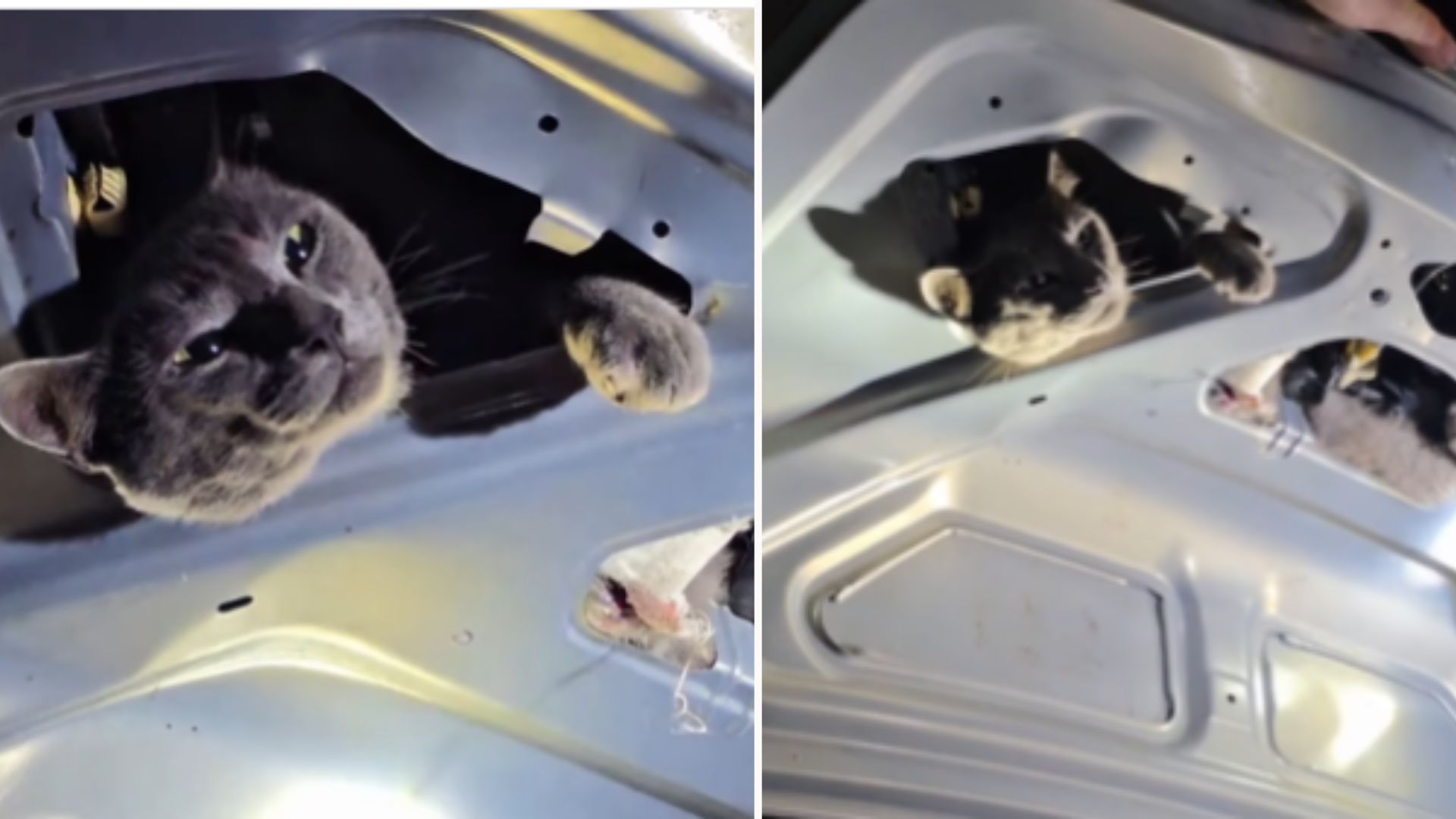 Chumbo gatinho resgatado (Foto/reprodução: Instagram)