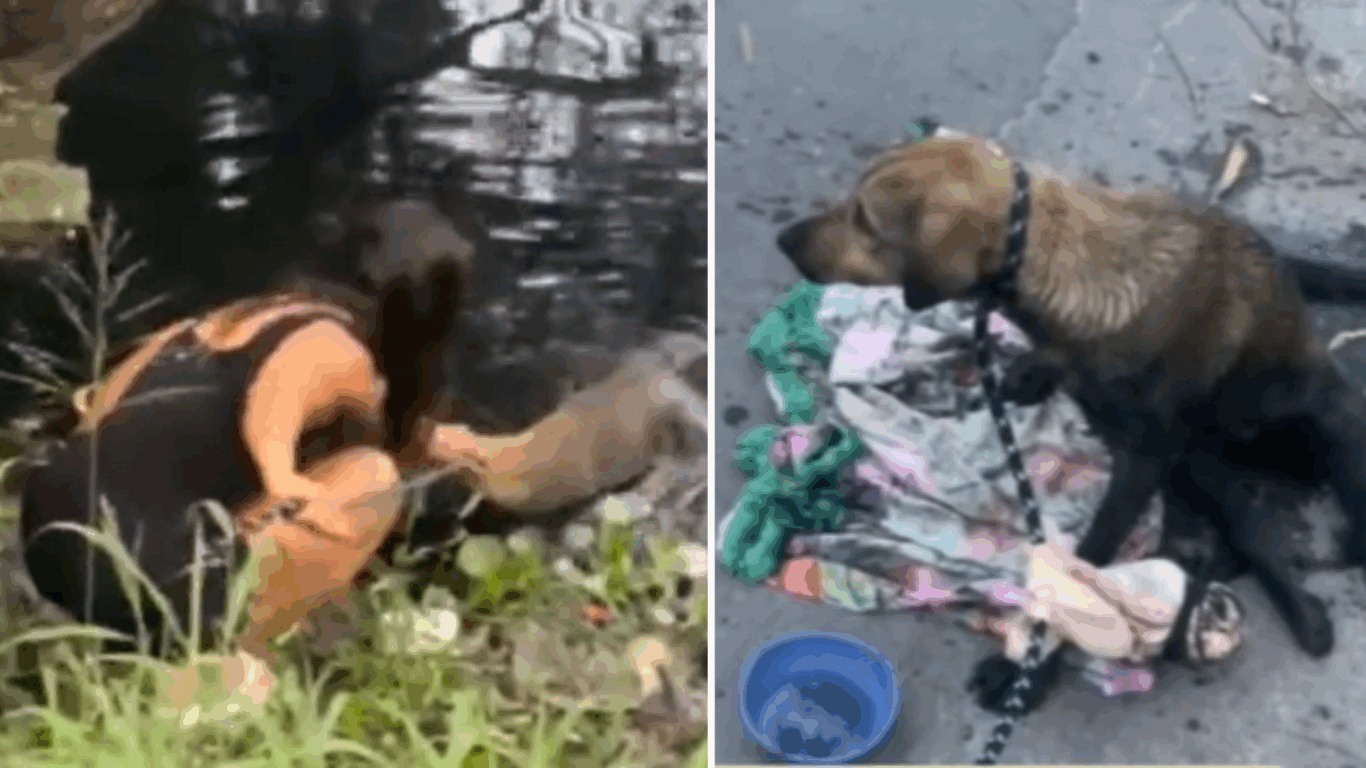 Cachorro caramelo atropelado em Vila Velha (Foto/reprodução: TV Vitória)