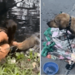 Cachorro caramelo atropelado em Vila Velha (Foto/reprodução: TV Vitória)