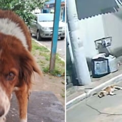 Cachorro Rocambole é atropelado na Serra (Foto/reprodução: TV Vitória)
