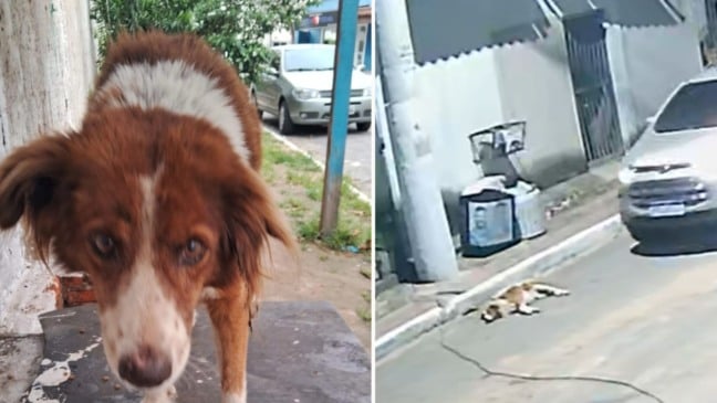 Cachorro Rocambole é atropelado na Serra (Foto/reprodução: TV Vitória)