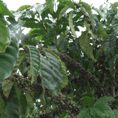 Café Conilon de Jaguaré: chineses visitaram feira internacional e se encontraram com autoridades capixabas. Foto: Reprodução/TV Vitória