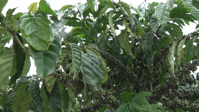 Café Conilon de Jaguaré: chineses visitaram feira internacional e se encontraram com autoridades capixabas. Foto: Reprodução/TV Vitória