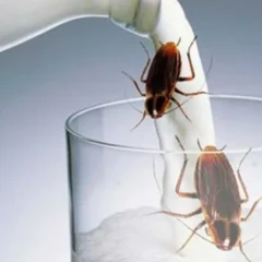 Pesquisadores apontam: leite de barata tem até quatro vezes mais nutrientes que o de vaca