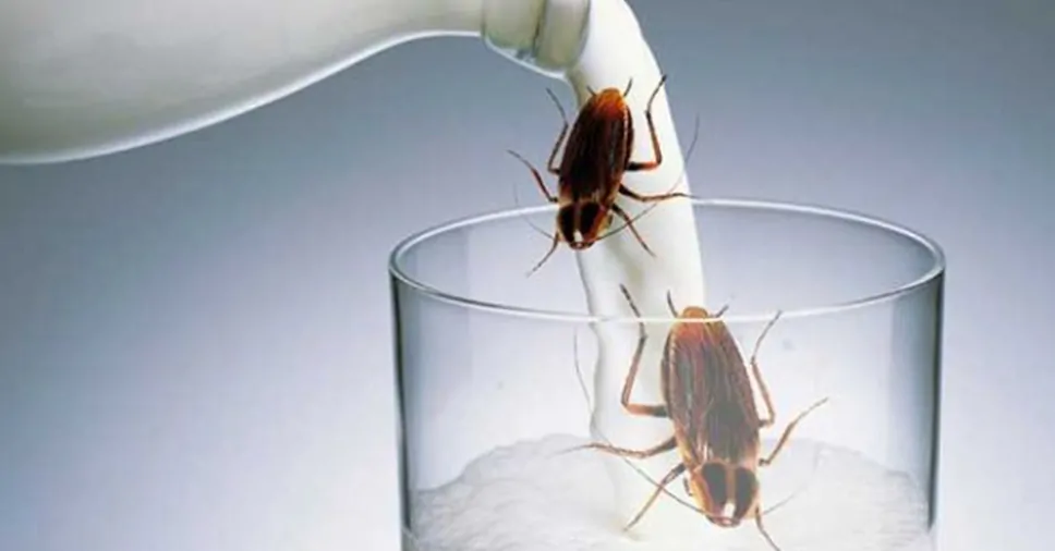 Pesquisadores apontam: leite de barata tem até quatro vezes mais nutrientes que o de vaca