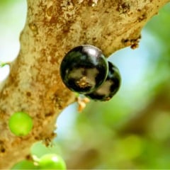 Jabuticaba
