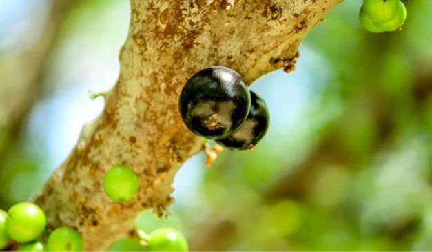 Jabuticaba