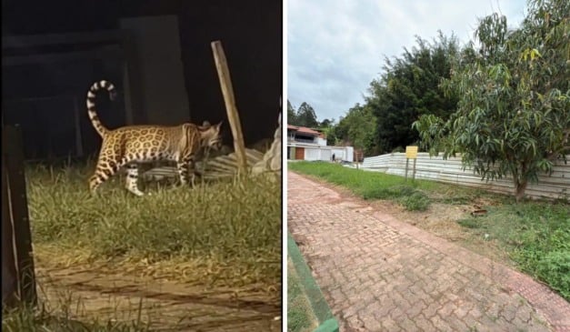 Jaguatirica é filmada em praça de Guaçuí. Fotos: Reprodução/redes sociais - Roberto Martins