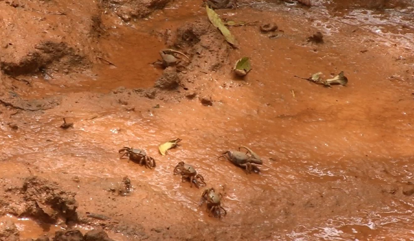 Foto: Reprodução/Tv Vitória Foto: Reprodução/Tv Vitória